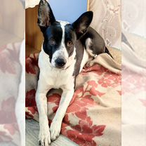 Взрослая собака в добрые руки