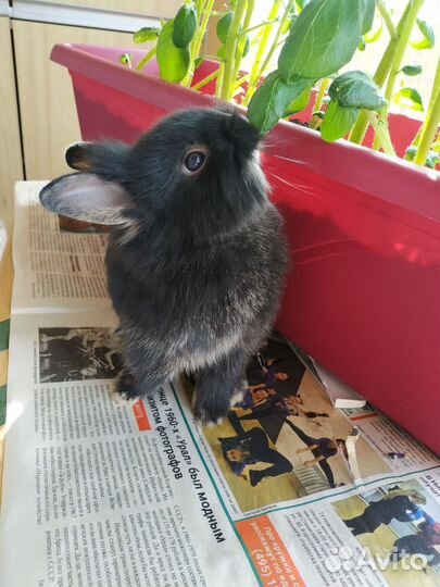 Кролик декоративный карликовый