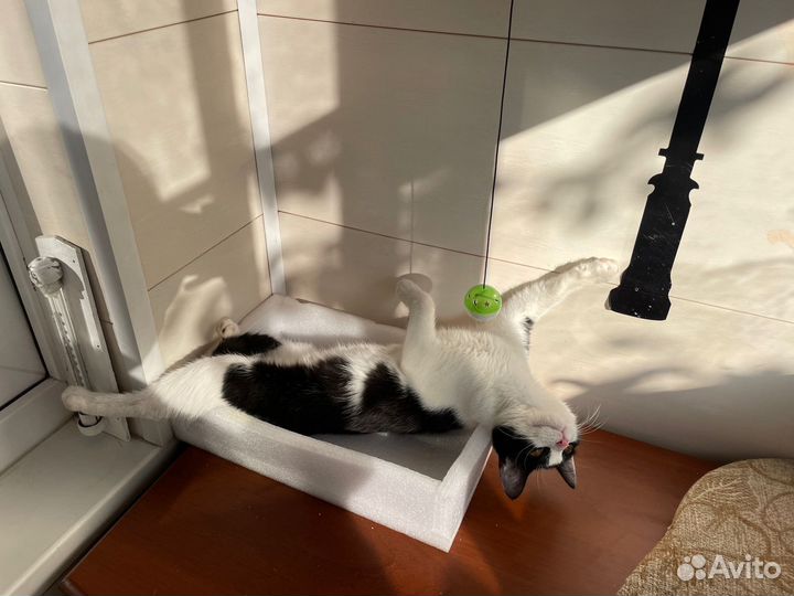 Выкинули котенка ищет дом в дар бесплатно