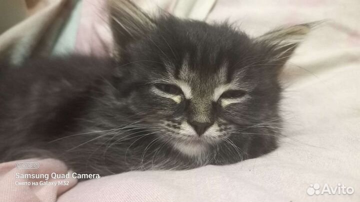 Кошка в дар