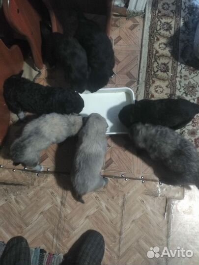 Банхар