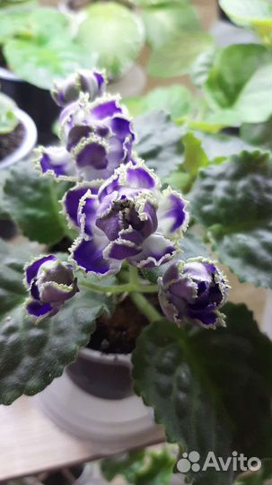 Детки сортовых фиалок