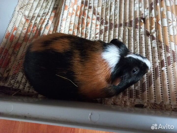 Передержка мелких животных