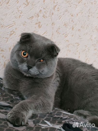 Отдам в добрые руки
