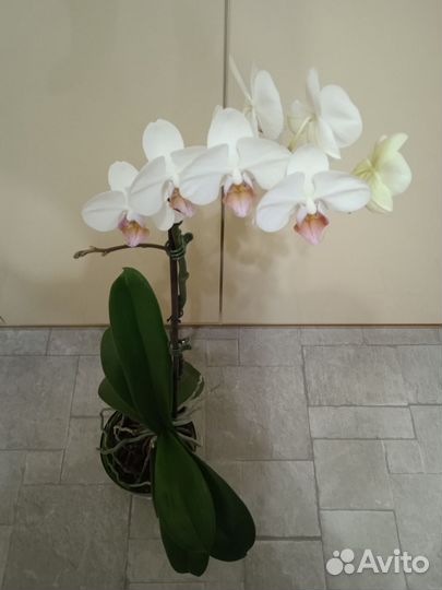 Орхидея фаленопсис
