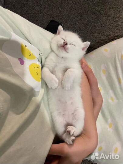 Британские котята