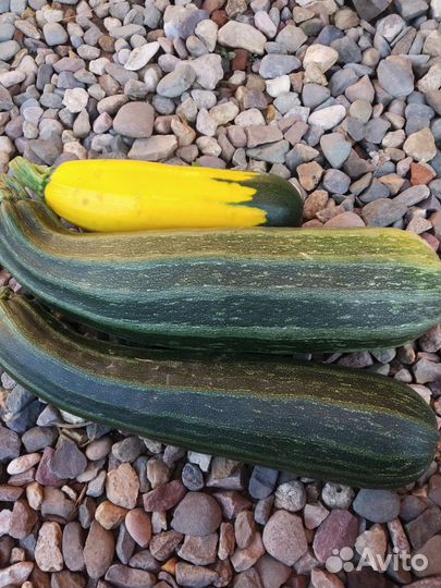 Продам кабачки