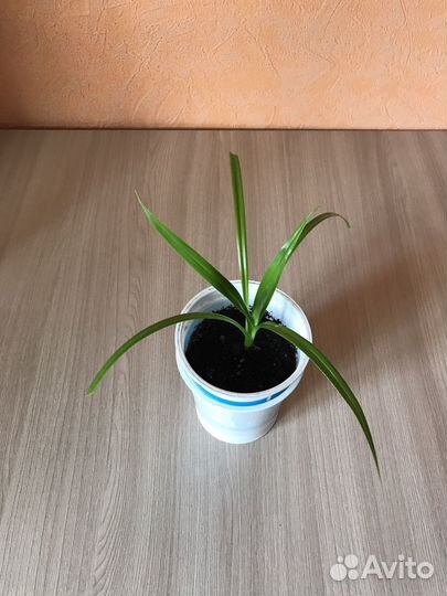 Панданус (винтовая пальма) в керамическом горшке