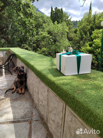 Щенок мальчик