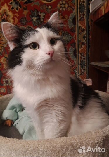 Кот Леопольд (Лео) в добрые руки