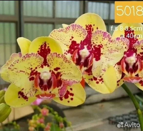 Орхидея Золотой Леопард