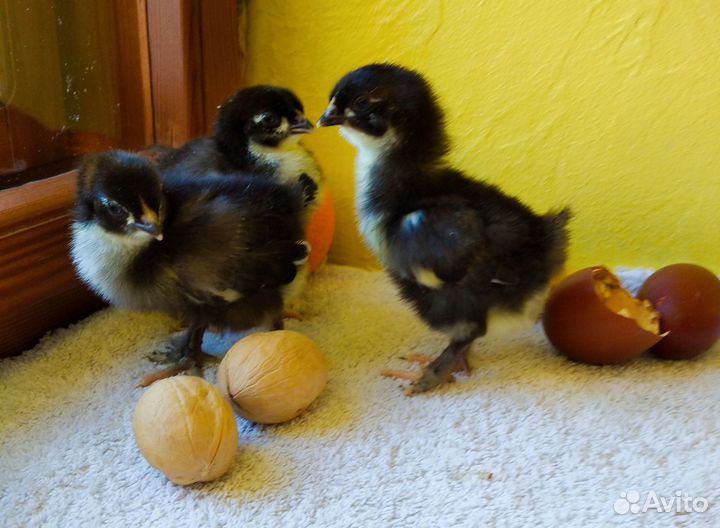 Инкубационное яйцо и цыплята Маран, Лакендази