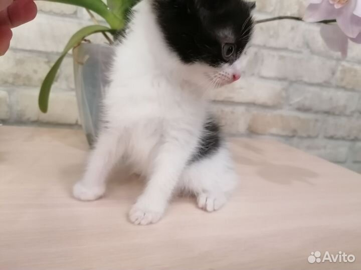 Котик в дар