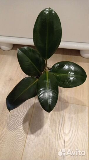 Фикус Робуста и Фикус Мелани,фикусы двух оттенков