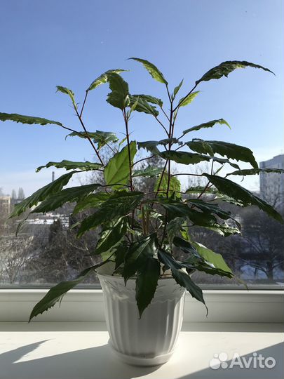 Гибискус Пестролистный / Комнатные растения