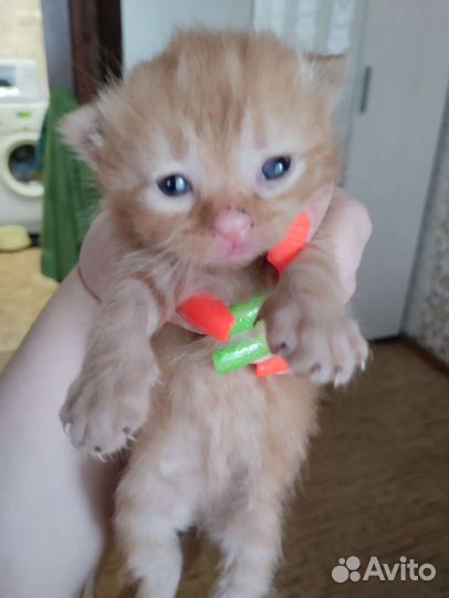 Отдам котят