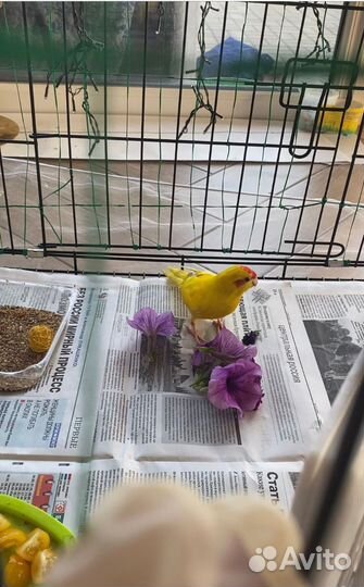 Попугай какарик