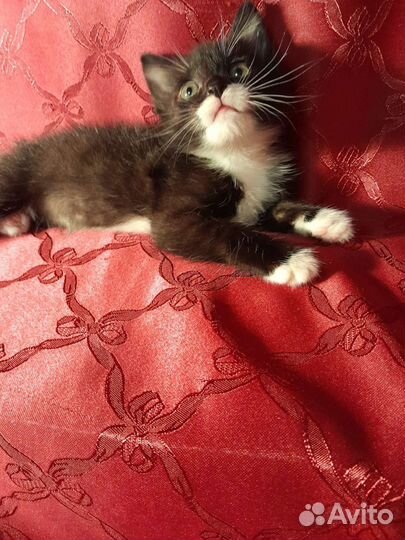 Котята норвежская лесная