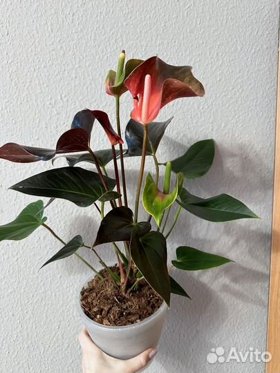 Антуриум рейнбоу чемпион