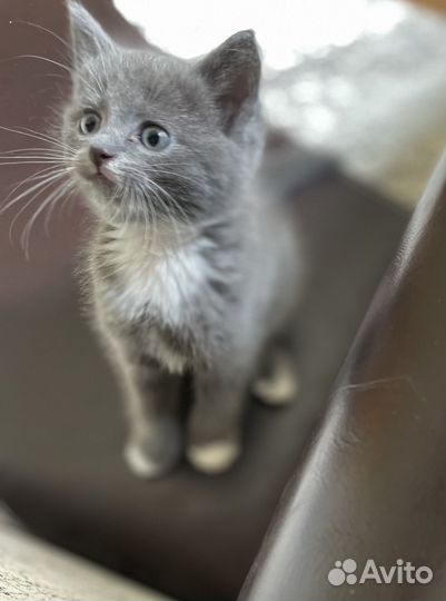 Отдам котенка в добрые руки