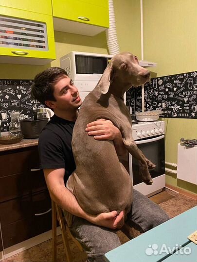 Догситтер, кинолог, выгул собак