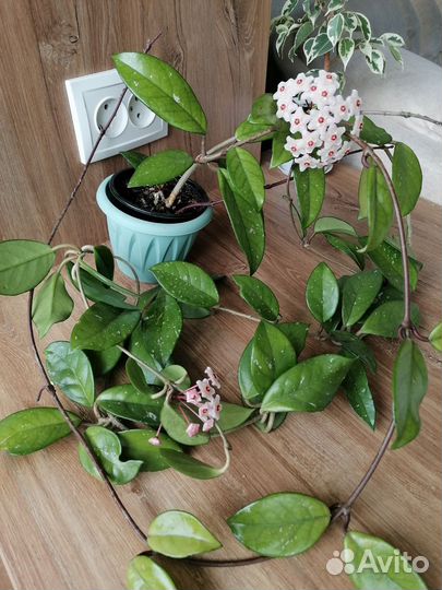 Хойя цветущая