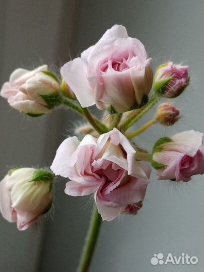 Герани сортовые розебудные много