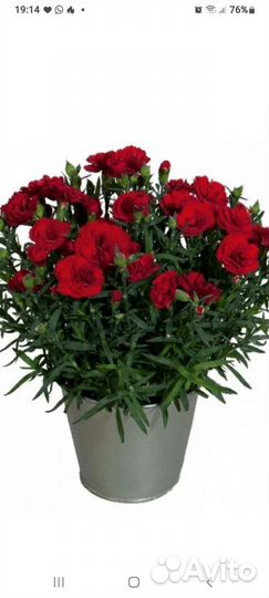 Гвоздика вегетативная