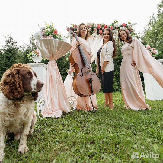 Живая музыка дуэт, квартет La Belle