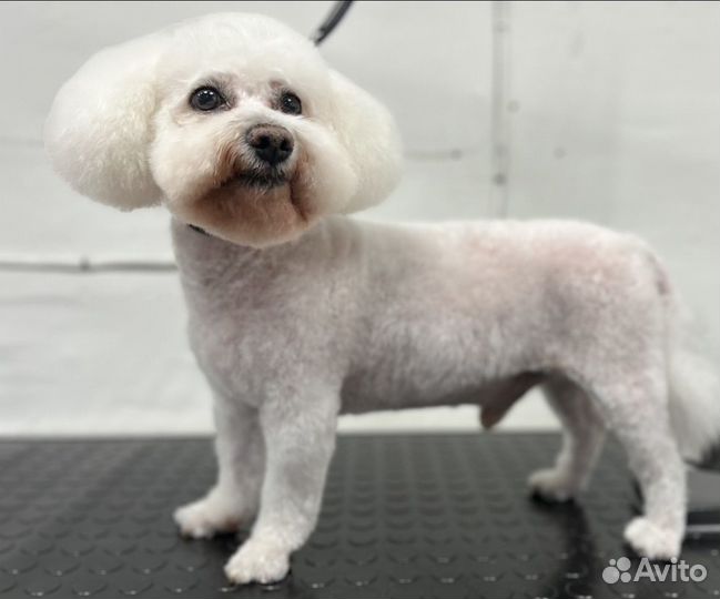 Стрижка кошек и собак