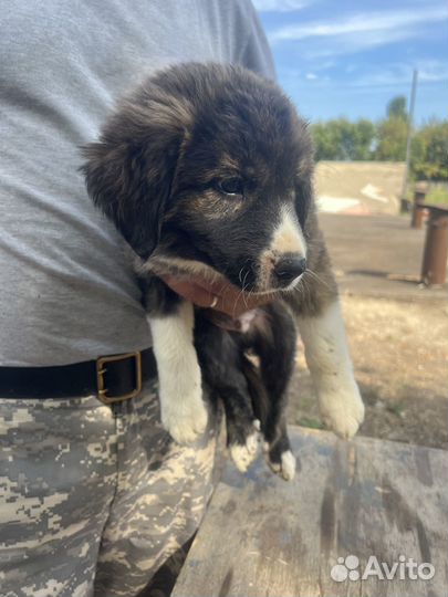 Щенок мальчик