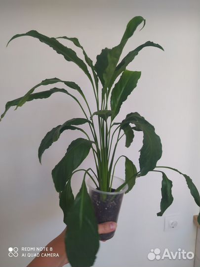 Спатифиллум