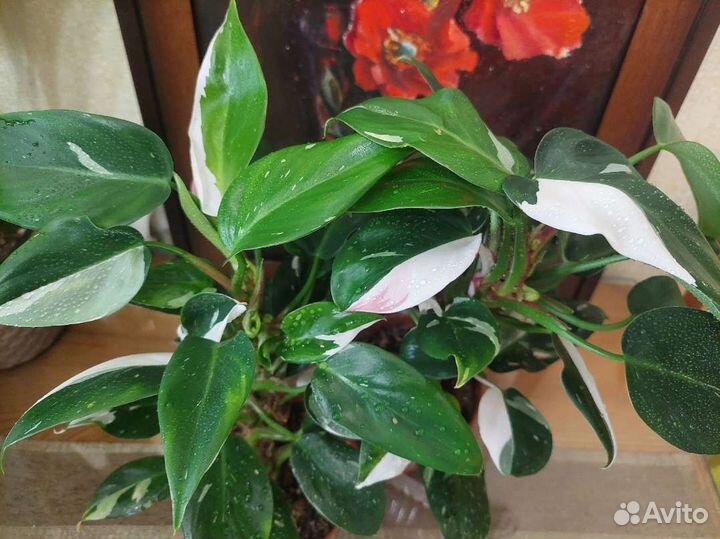 Филодендрон Белая Принцесса