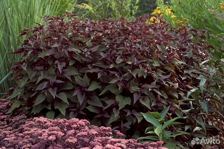 Посконник Шоколад саженцы