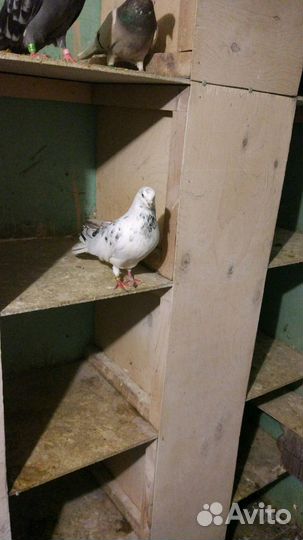 Николаевские голуби