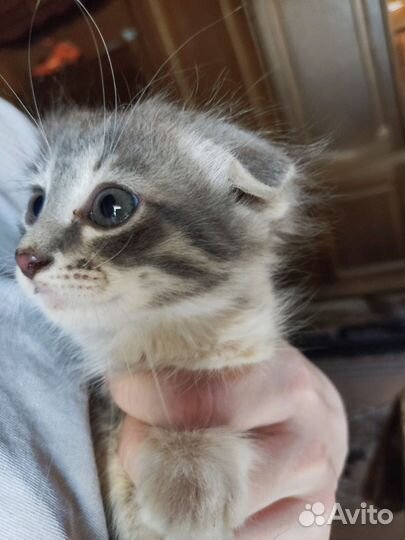 Вислоухие котята
