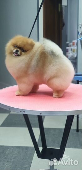 Курсы груминга, обучение стрижке животных