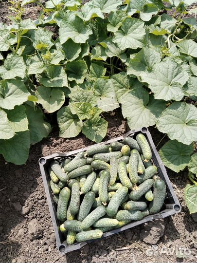 Огурцы свежие домашние