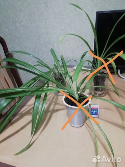 Хлорофитум