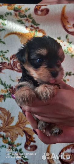 Йоркширский терьер щенки