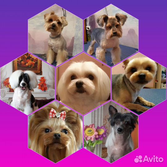 Груминг, стрижка собак