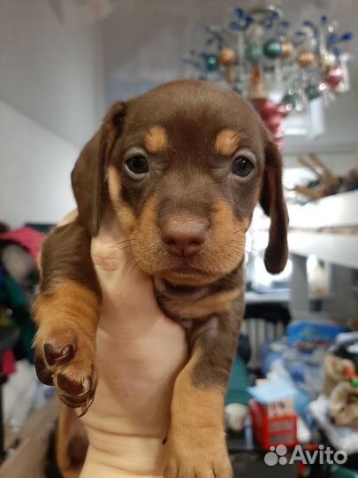 Щенки таксы