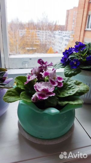 Цветы домашние в горшках