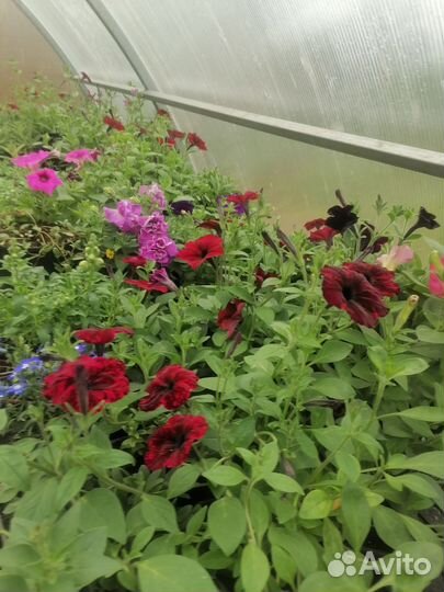 Тайдал, петунии, калебрахоа