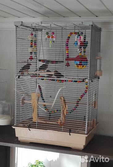 Зебровые амадины