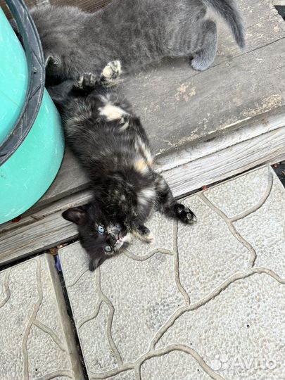 Милая котена