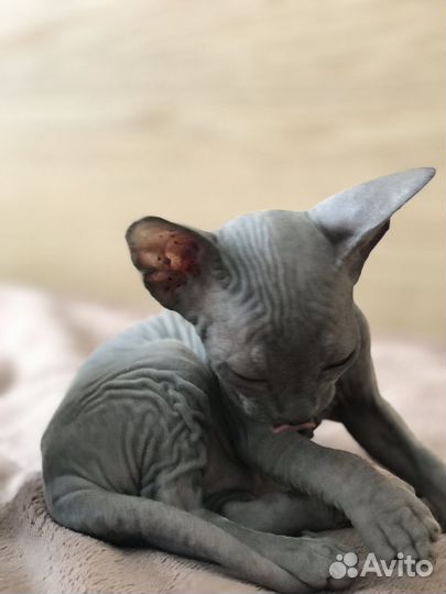 Котята сфинкс