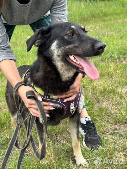 Собака из приюта очень ждет семью