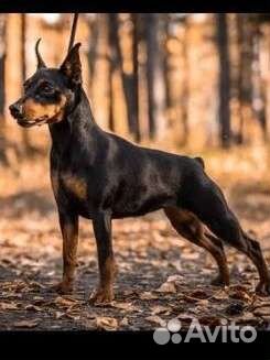 Цвергпинчер