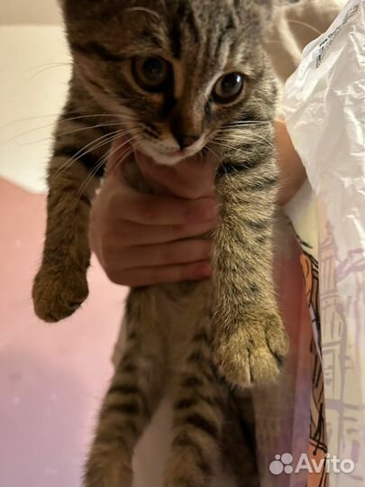 Котенок девочка